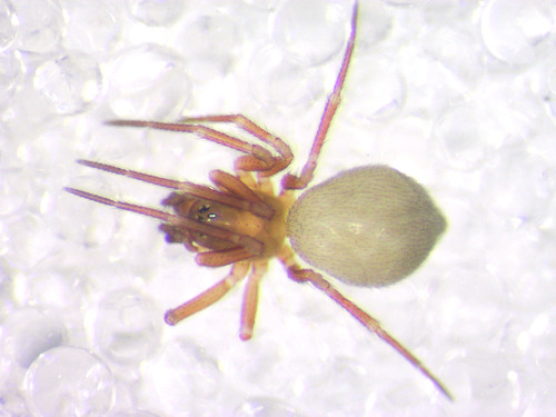 Diastanillus pecuarius