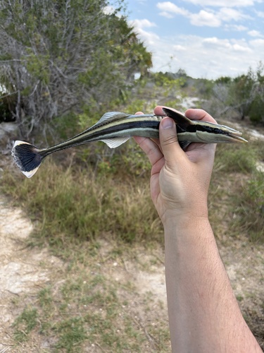 Echeneis neucratoides