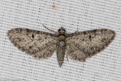 Eupithecia jejunata