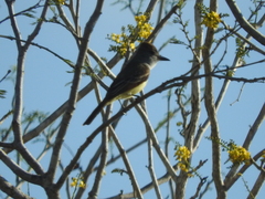 Myiarchus yucatanensis