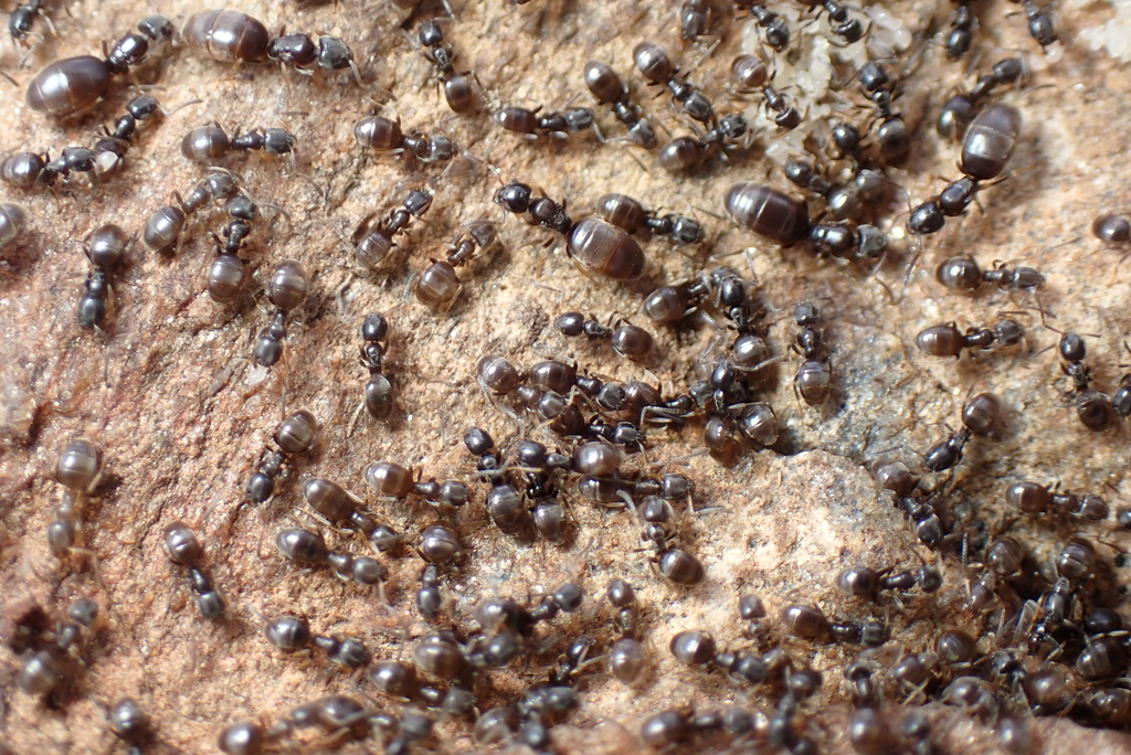 Tapinoma pygmaeum