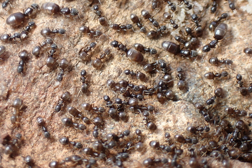 Tapinoma pygmaeum