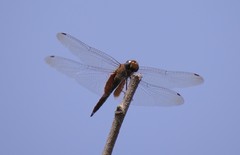 Tramea abdominalis