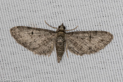 Eupithecia jejunata