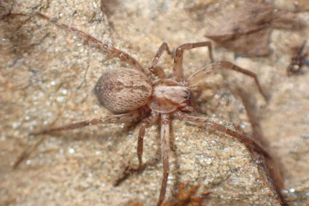 Anyphaena alboirrorata