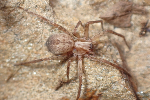 Anyphaena alboirrorata