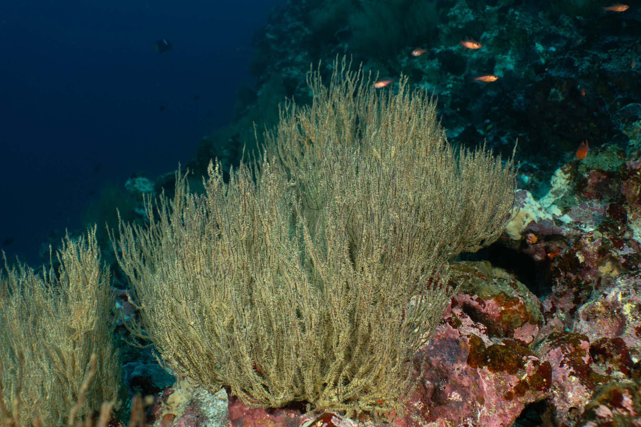 Antipathes galapagensis Deichmann, 1941