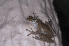 Osteopilus dominicensis