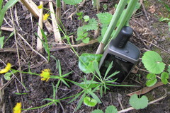 Ranunculus auricomus