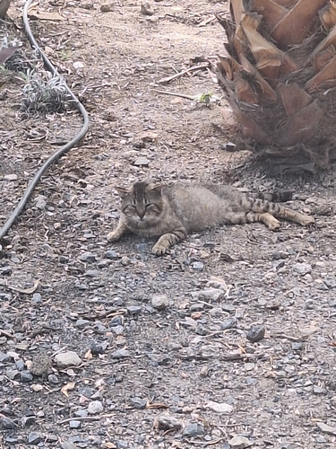 Avistamiento Gato montés (Sierra Nevada)
