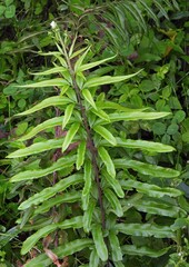 Pityrogramma trifoliata, photograph author not stated, no rights reserved