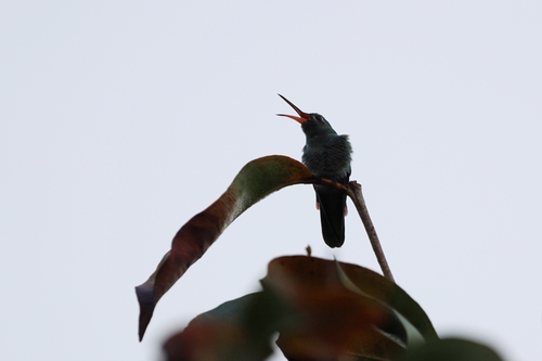 Green-tailed Goldenthroat (Polytmus theresiae)