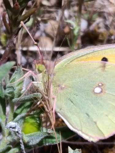 Clouded Yellow