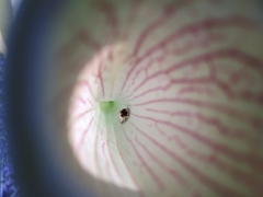 Exyra semicrocea