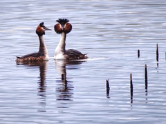 Podiceps cristatus