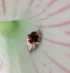 Exyra semicrocea