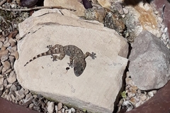 Tarentola mauritanica