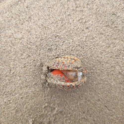 Rough Cockle