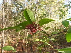 Crossopetalum gaumeri