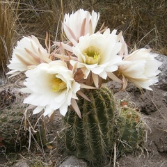 Trichocereus schickendantzii