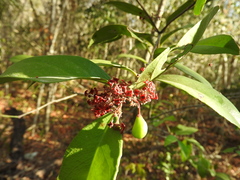 Crossopetalum gaumeri