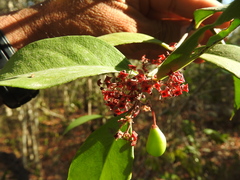 Crossopetalum gaumeri