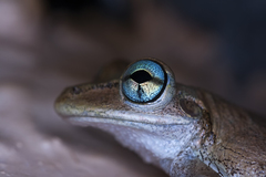 Osteopilus dominicensis