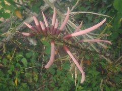 Erythrina herbacea