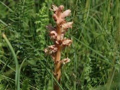 Orobanche alba