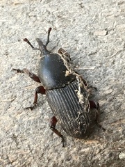 Scyphophorus