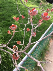 Cornus florida rubra