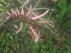 Erythrina herbacea