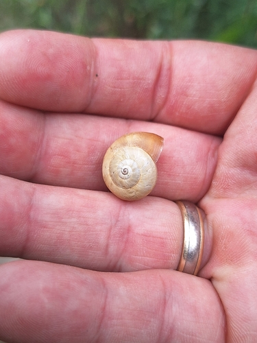 Theba pisana pisana