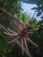 Erythrina herbacea