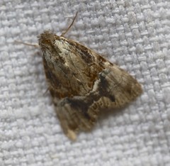 Alophosoma emmelopis