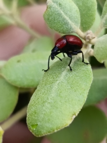 Oak leaf-roller