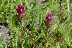 Castilleja lassenensis