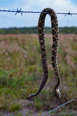 Crotalus mictlantecuhtli