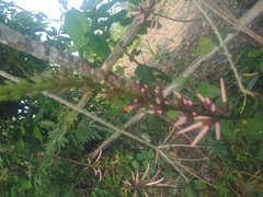 Erythrina herbacea