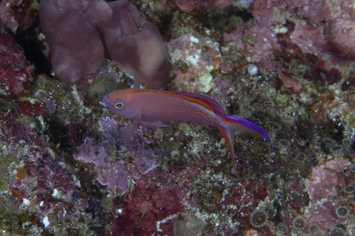Pseudanthias smithvanizi observed 2026-04-30