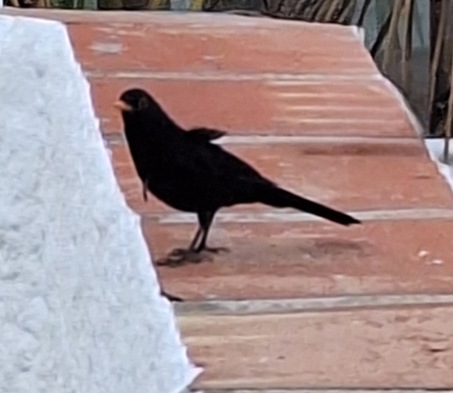 Avistamiento Turdus merula