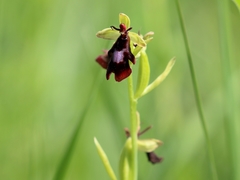 Ophrys insectifera insectifera