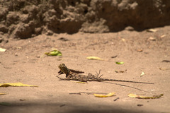 Agama lionotus