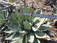 Agave macroacantha