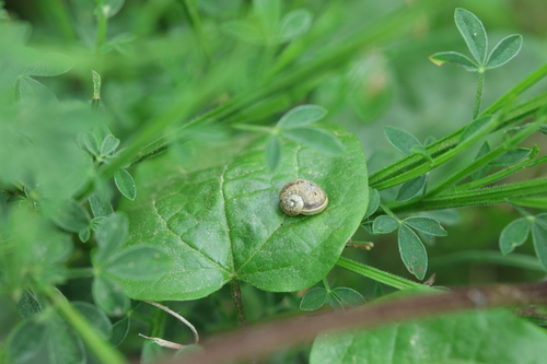 Cornu aspersum