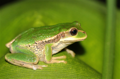 Gastrotheca cuencana