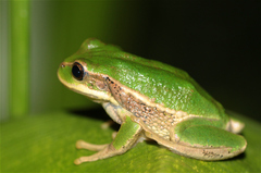 Gastrotheca cuencana