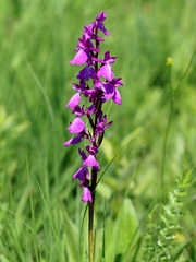 Anacamptis palustris