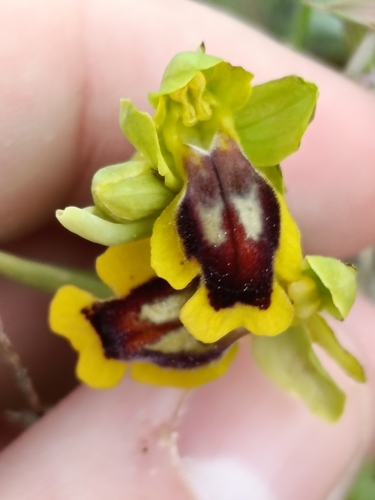 Yellow Bee-orchid