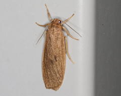 Scoliacma pactolias